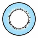 I.Fairy Moonlite Blue