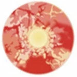 Sweety Red Sclera Contacts Zombie